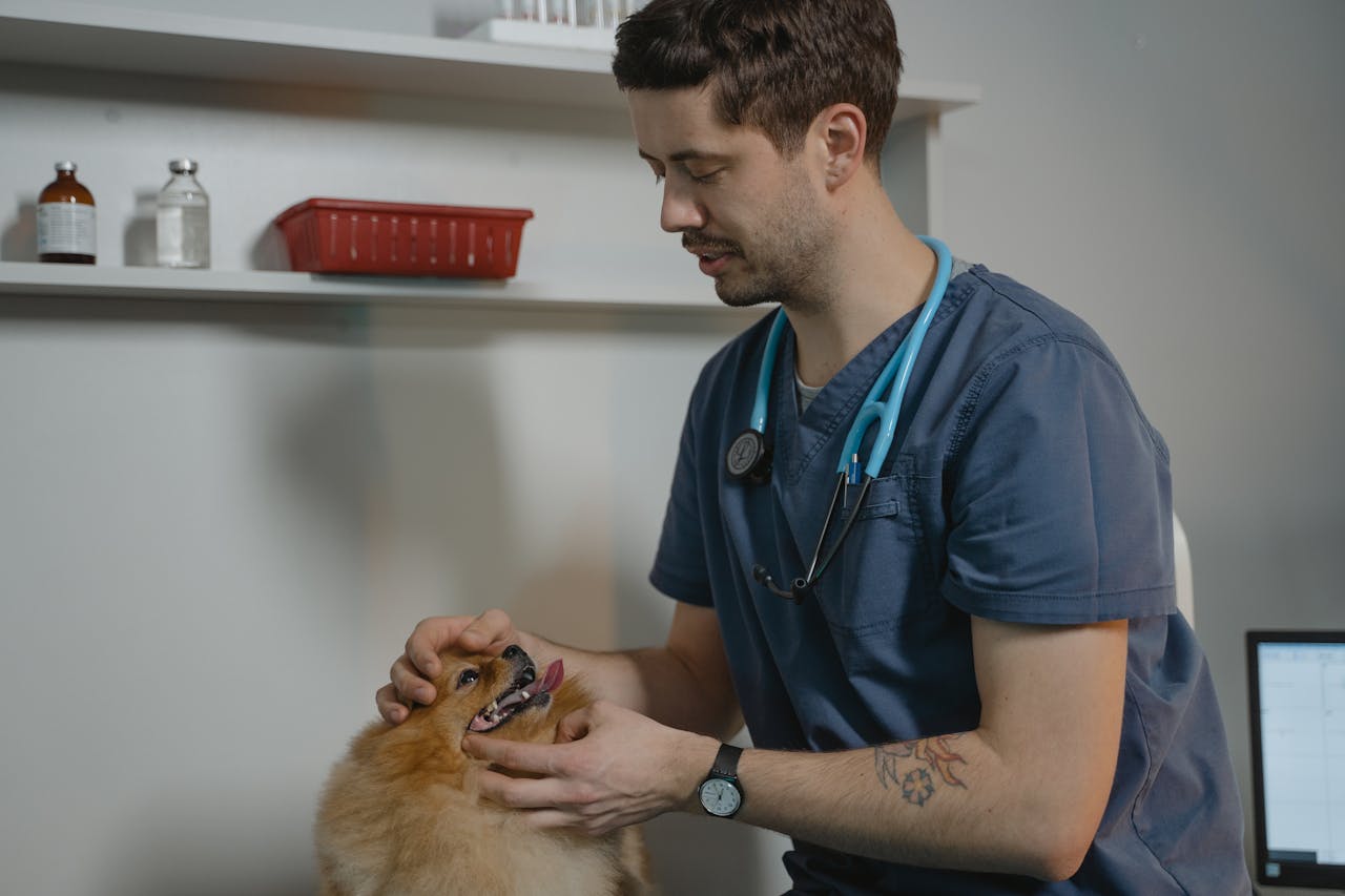 About Vet examines a Pomeranian dog in a clinic setting, showcasing animal care.