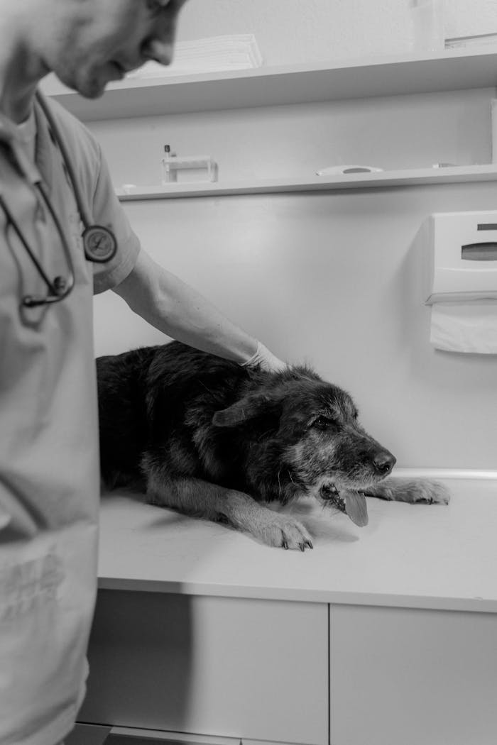 Services Veterinarian caring for a Rough Collie during an exam in a clinic, showcasing pet healthcare.