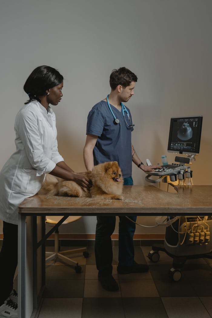 Services Veterinarians conduct an ultrasound exam on a Pomeranian dog.