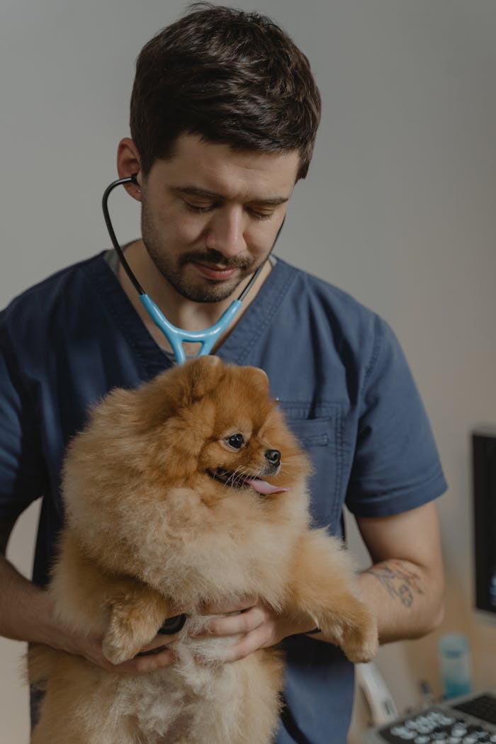 Services A veterinarian uses a stethoscope to check a Pomeranian dog in a clinic setting.