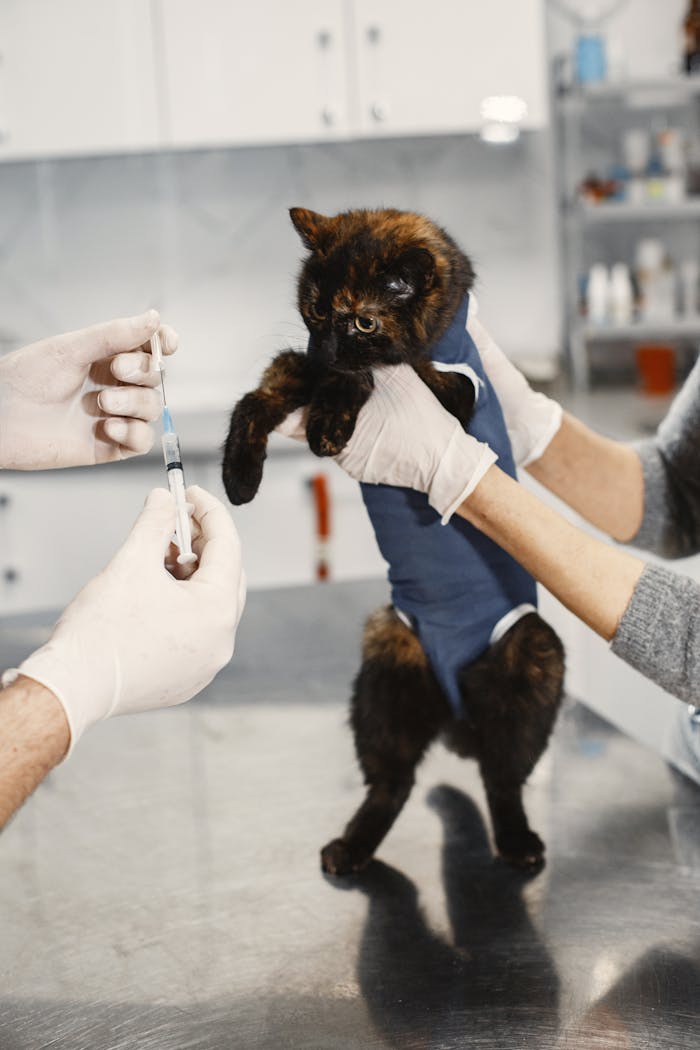 Services A tortoiseshell cat being prepared for vaccination in a veterinary clinic.