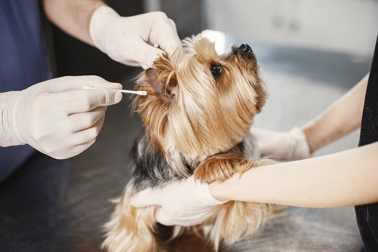 About A Yorkshire Terrier gets its ear cleaned by a veterinarian with gloves and cotton bud.