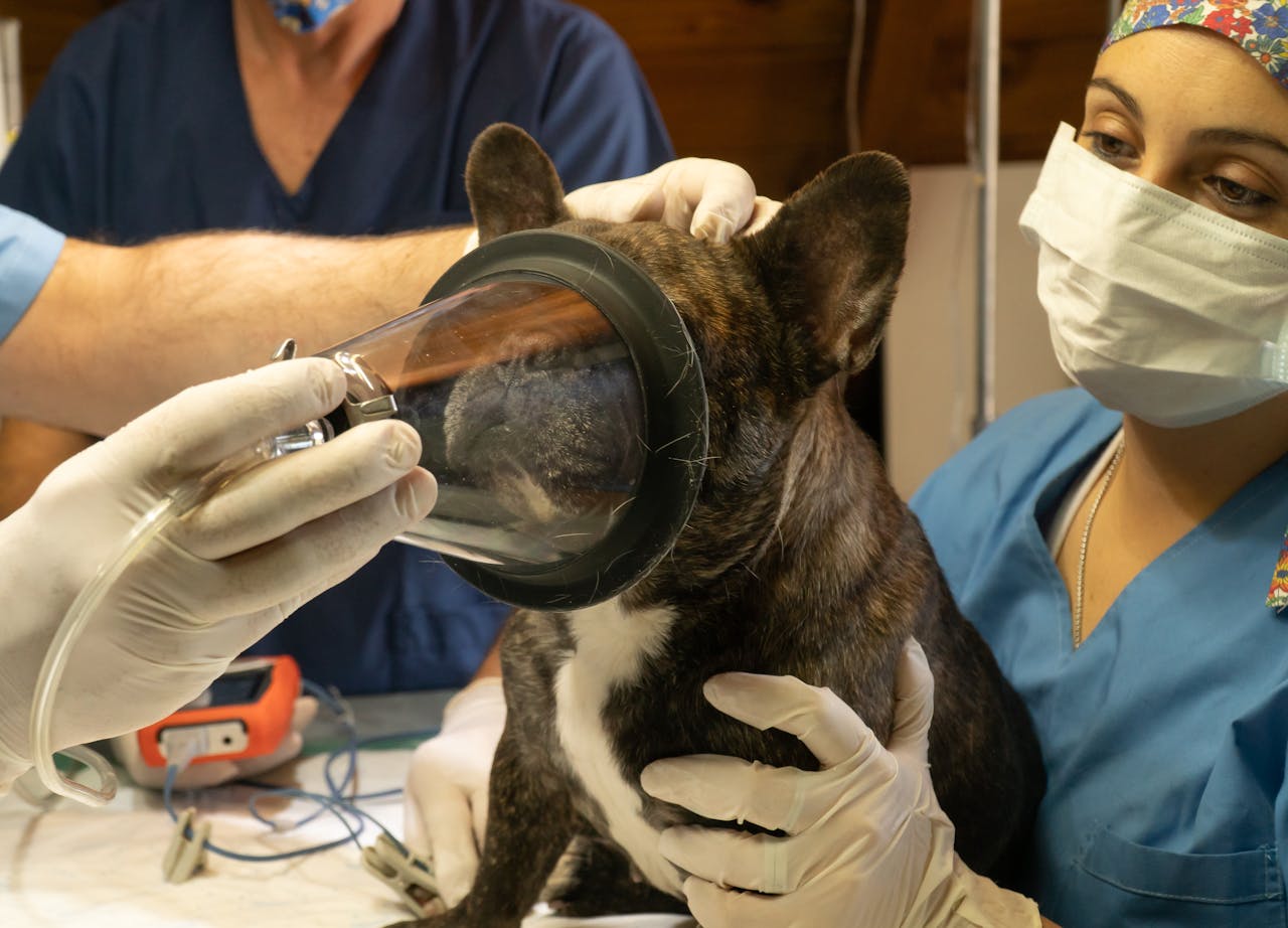 Mastering the First Impression: Your intriguing post title goes here French Bulldog undergoing anesthesia with veterinarians. Animal healthcare setting.
