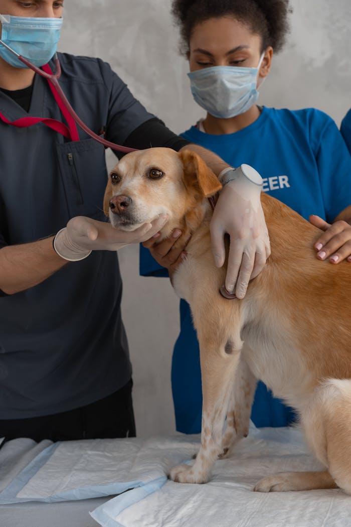 Crafting Captivating Headlines: Your awesome post title goes here A veterinarian team examines a dog in clinic setting.